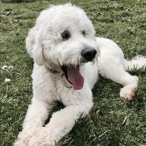 Meet your Posher, Alexandra